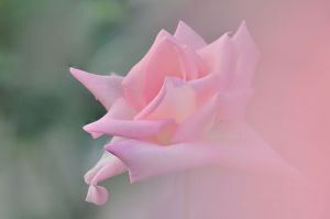 薔薇の写真2024 | “お題”の写真をみんなで投稿しよう！ | GANREF