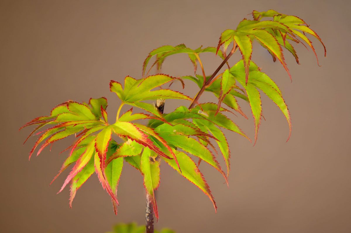 AF-S Micro NIKKOR 60mm f/2.8G EDで撮影された写真 | 写真検索 | GANREF