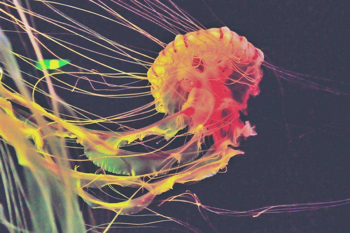 1 NIKKOR VR 10-30mm f/3.5-5.6で撮影された写真 | 写真検索 | GANREF