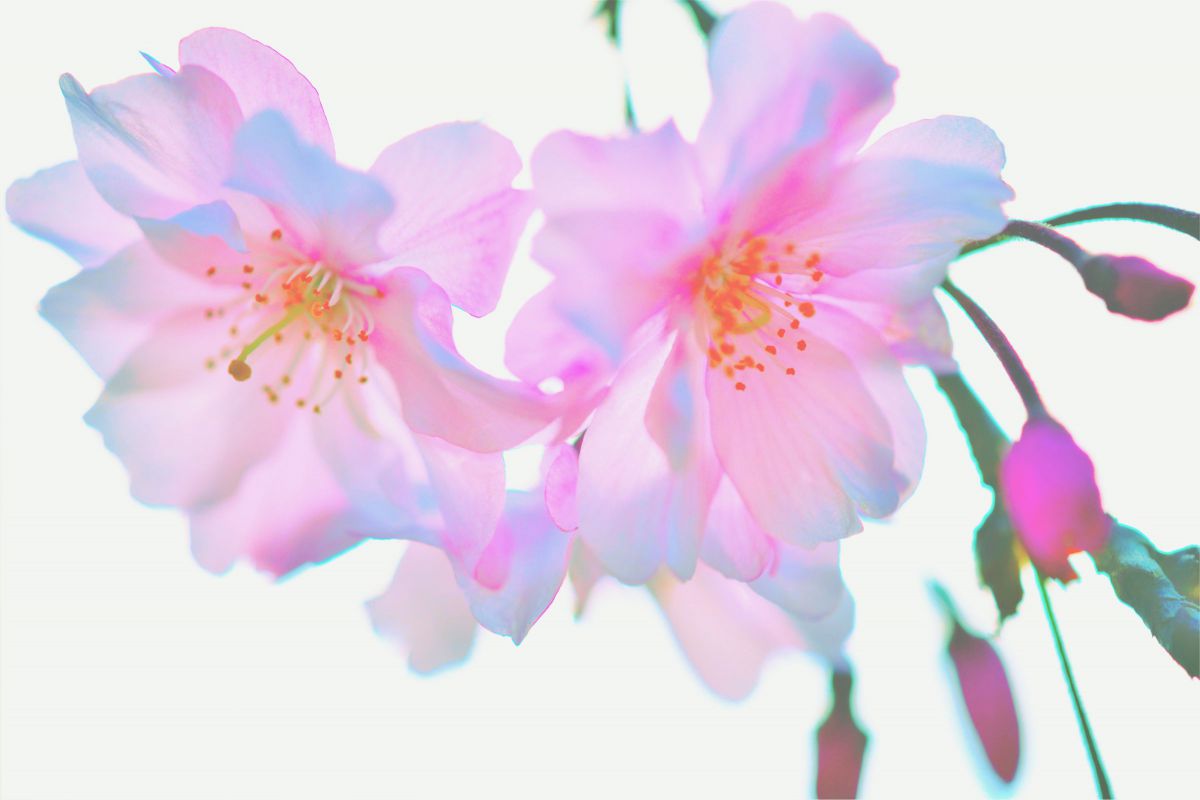SP AF180mm F/3.5 Di LD [IF] MACRO 1:1で撮影された写真 | 写真検索
