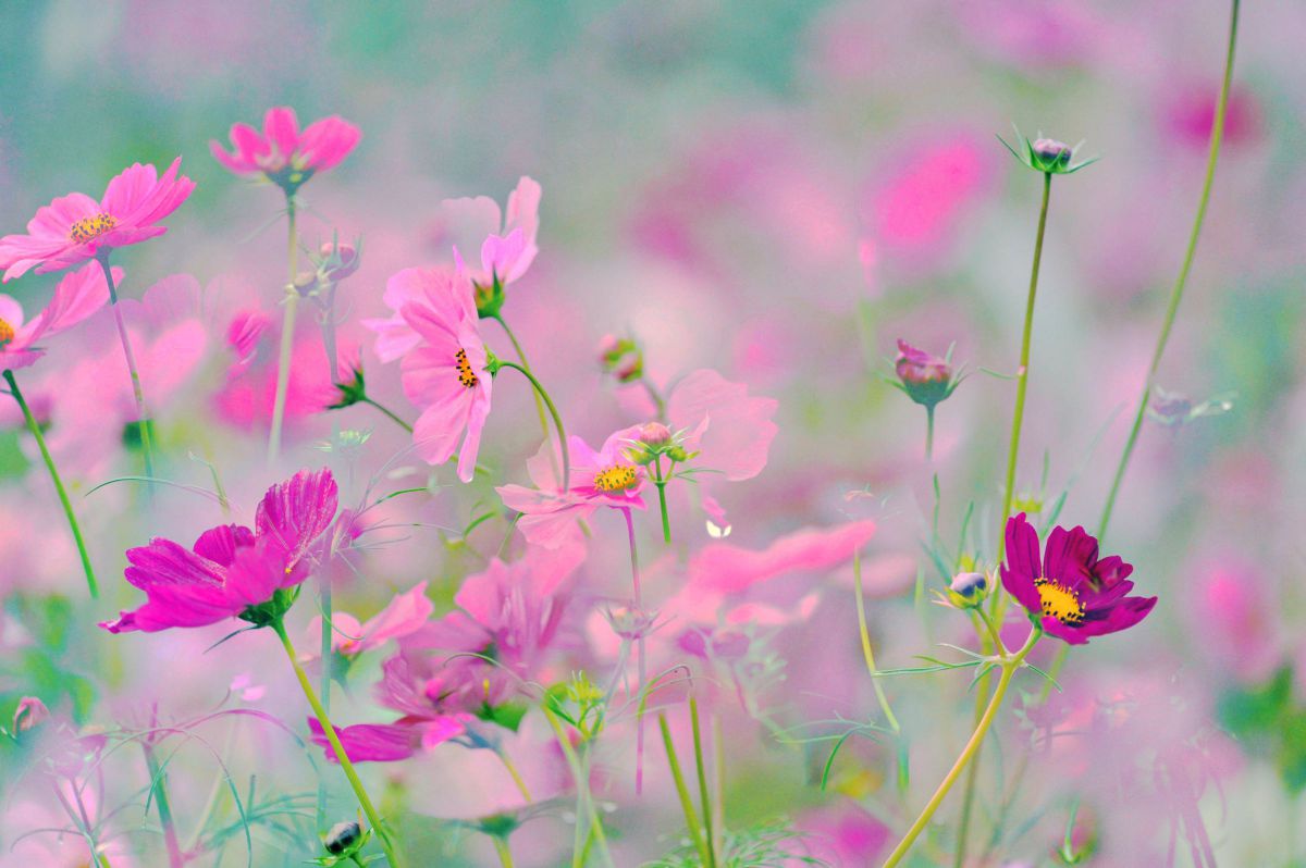 SP AF180mm F/3.5 Di LD [IF] MACRO 1:1で撮影された写真 | 写真検索