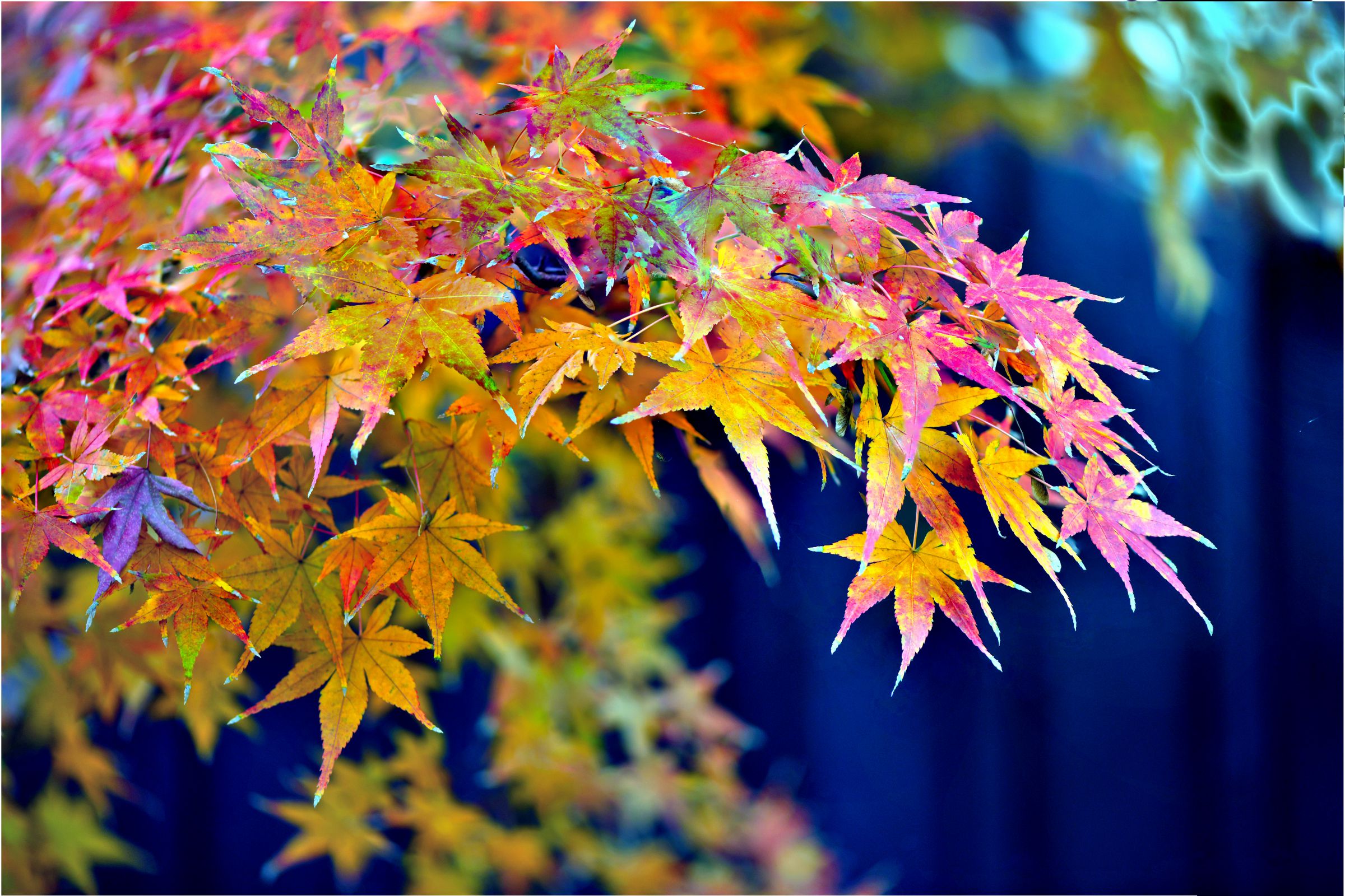 古木モミジの秋彩は七色に輝いて居た | GANREF