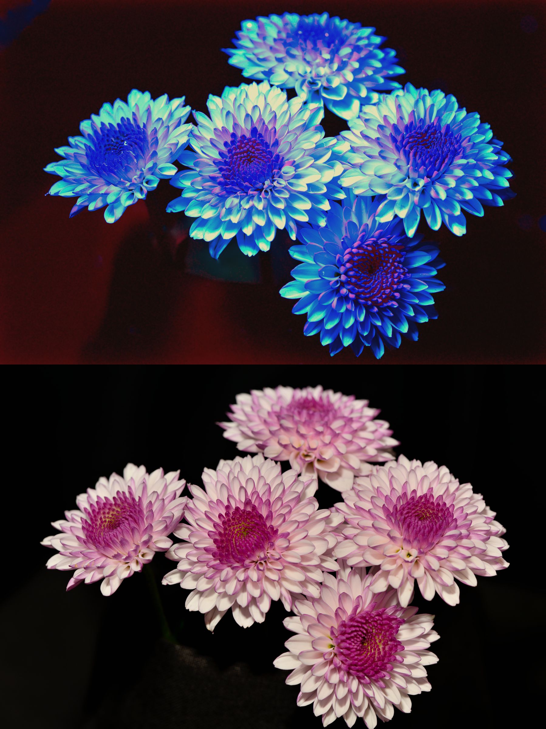 七夕の夜に眺めた蛍光に輝く花の姿 | GANREF