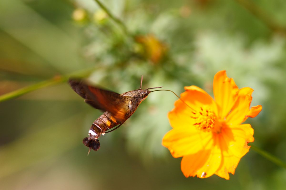 星蜂雀 動物 虫 昆虫 Ganref