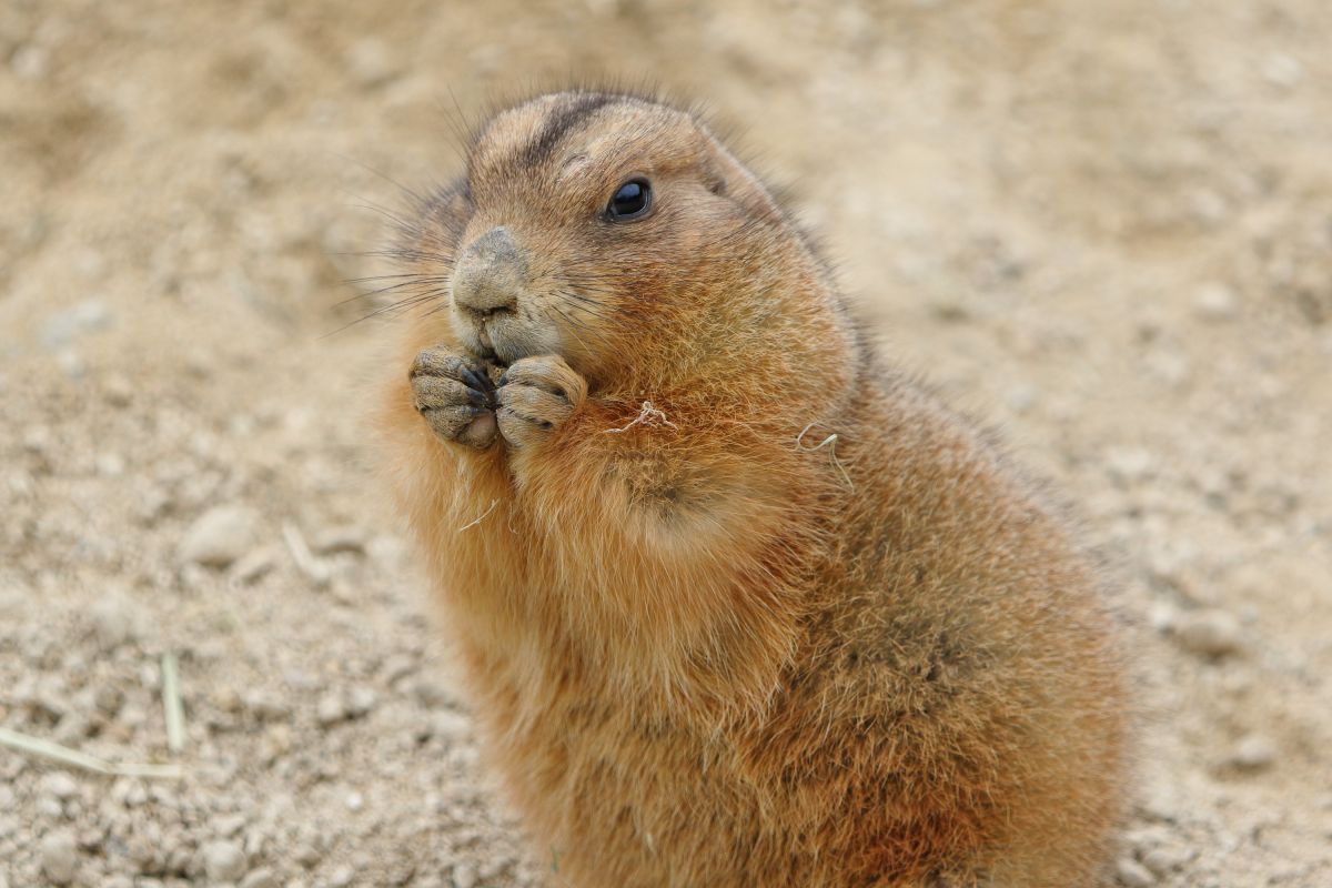 あったかいんだからぁ プレーリードッグ 動物 小動物 Ganref