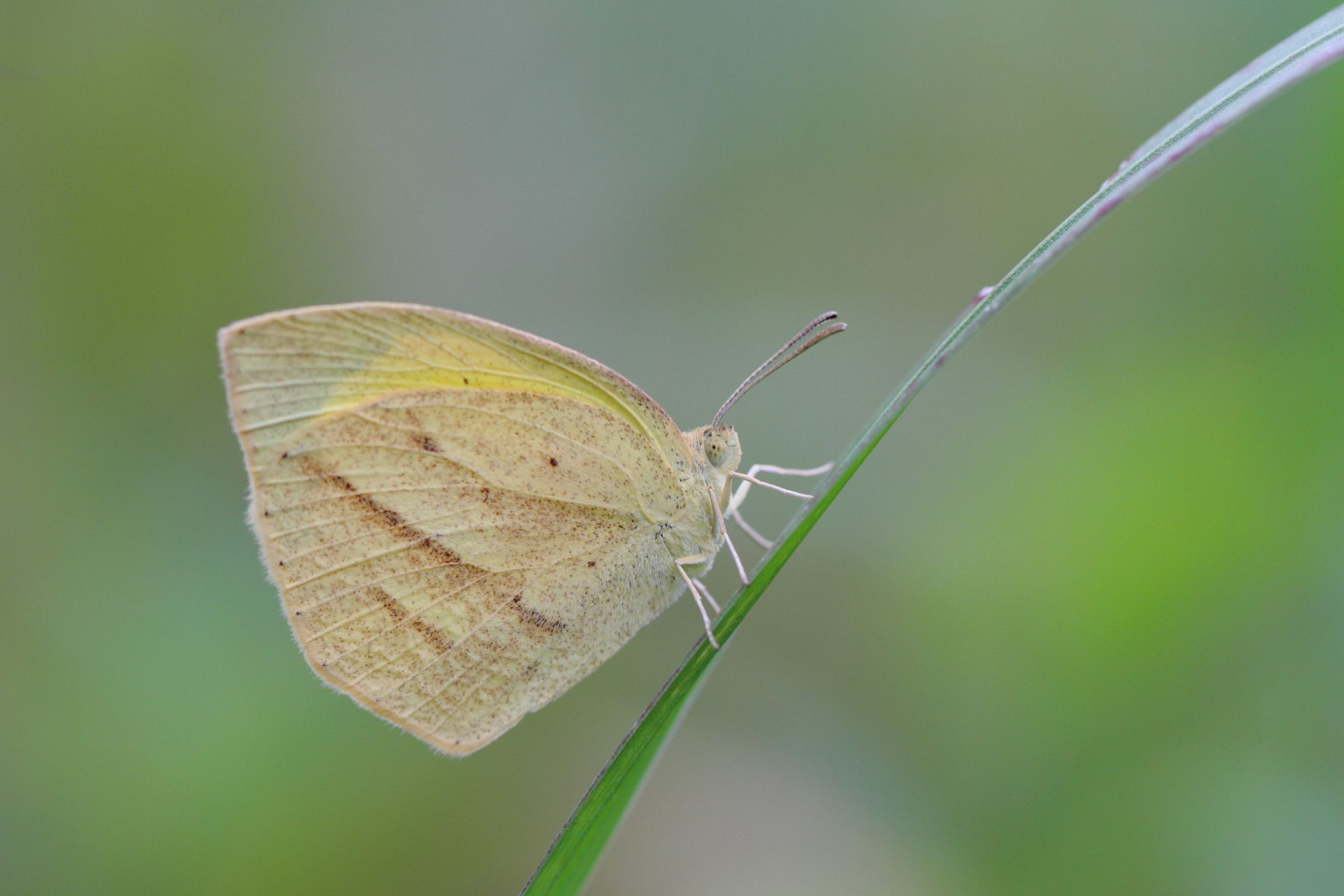 蝶々　70枚 蝶 標本 昆虫 10枚 日本産蝶類標本 オオムラサキ ギフチョウ×2