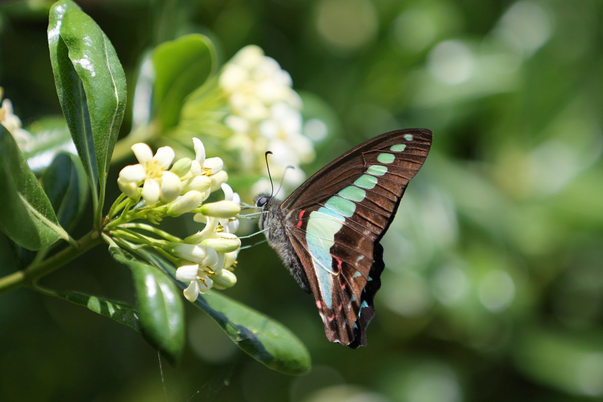 トベラにて アオスジアゲハ 動物 虫 昆虫 Ganref