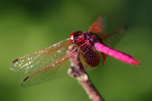シゲです。蜻蛉 f316834ad408fb73477af0f68091c9