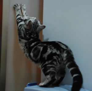 アミーゴハイタッチ  動物 ＞ 猫  GANREF