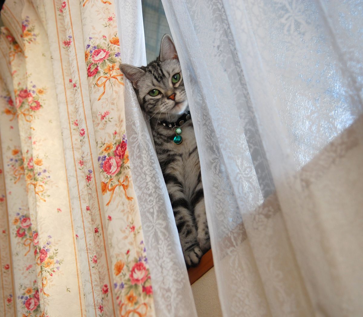 朝の猫は気が荒い 動物 猫 Ganref