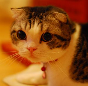 笑う猫 | GANREF
