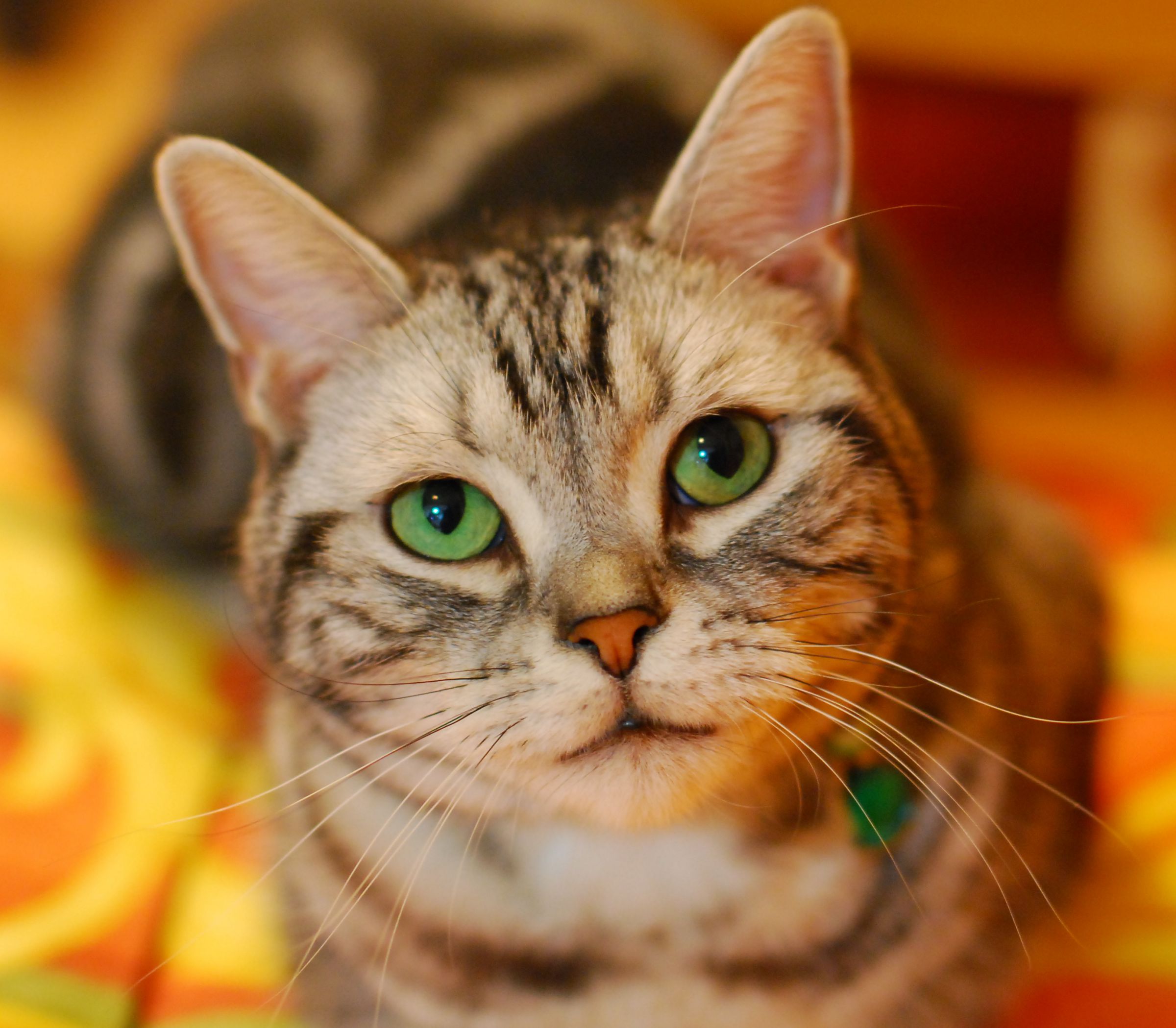 猫 緑 の 目