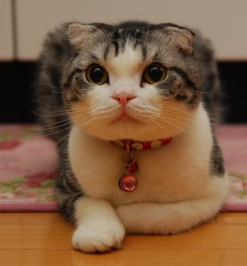 まるでツチノコ 動物 猫 Ganref