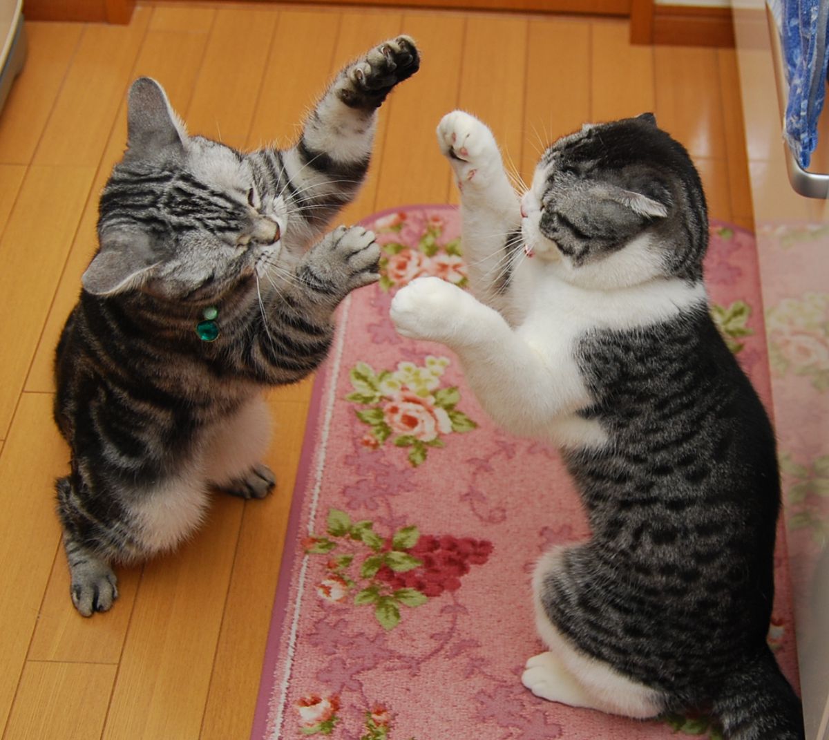 アミーゴハイタッチ 動物 > 猫 GANREF