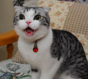 bafe5f0fdcf0c2a7ee9bf5c1f4e4a9