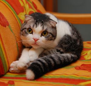 まるでツチノコ 動物 猫 Ganref