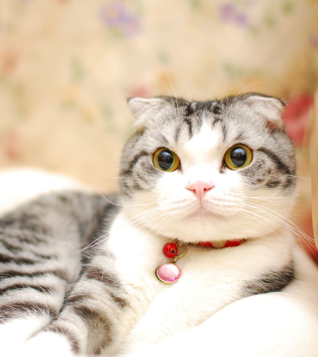 イエネコ 動物 猫 Ganref