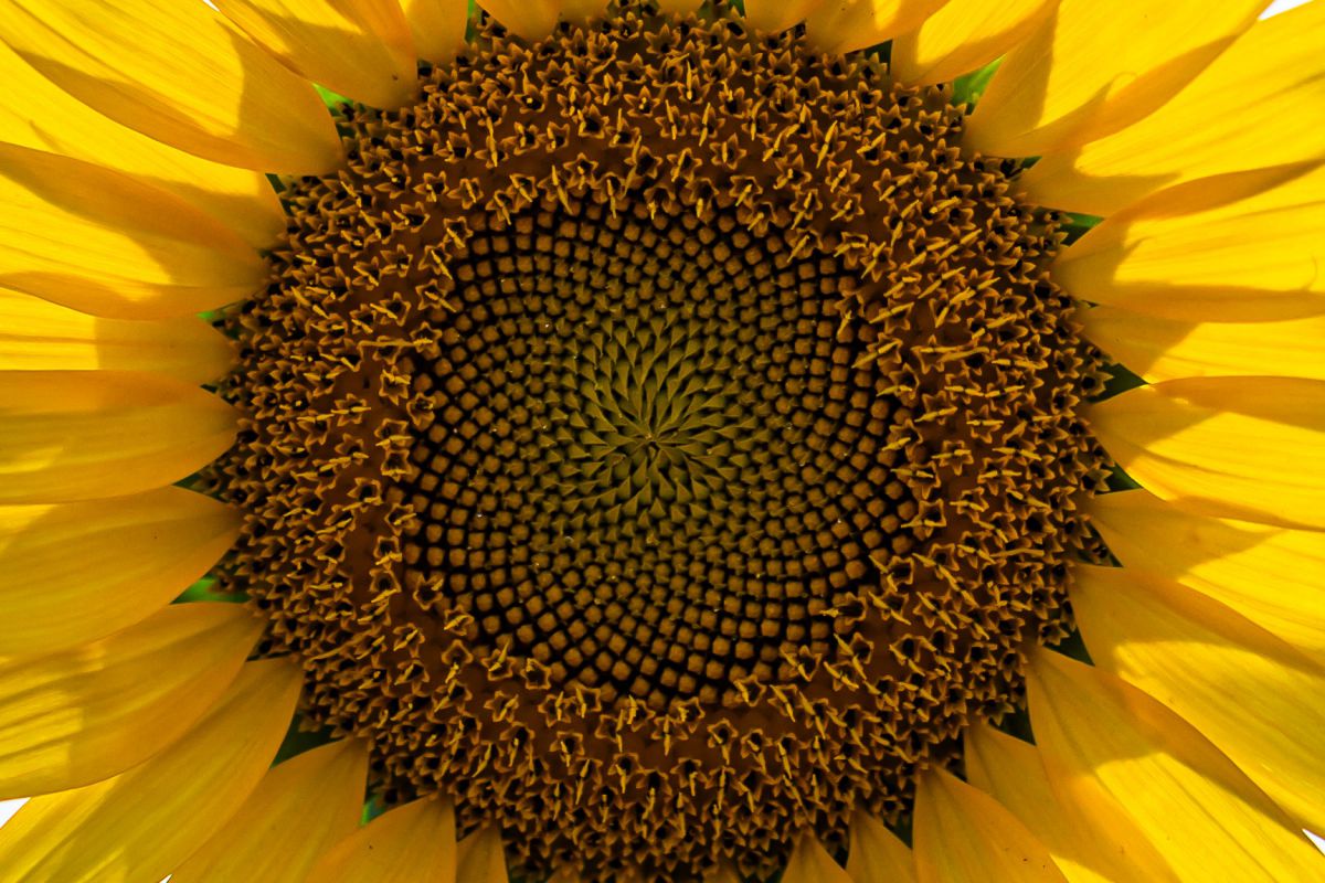 真夏の中心。 GANREF