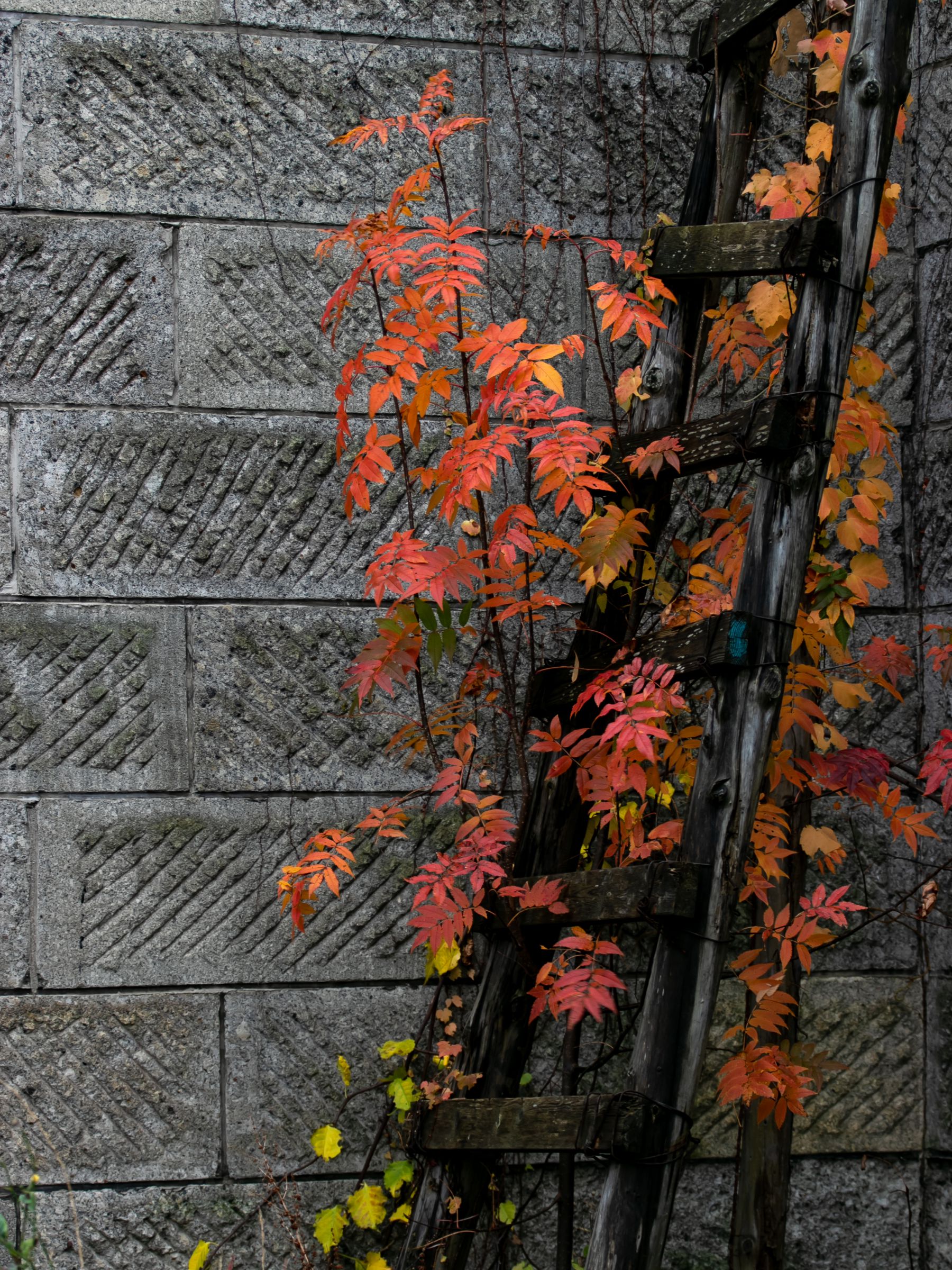 侘び寂び。 | GANREF