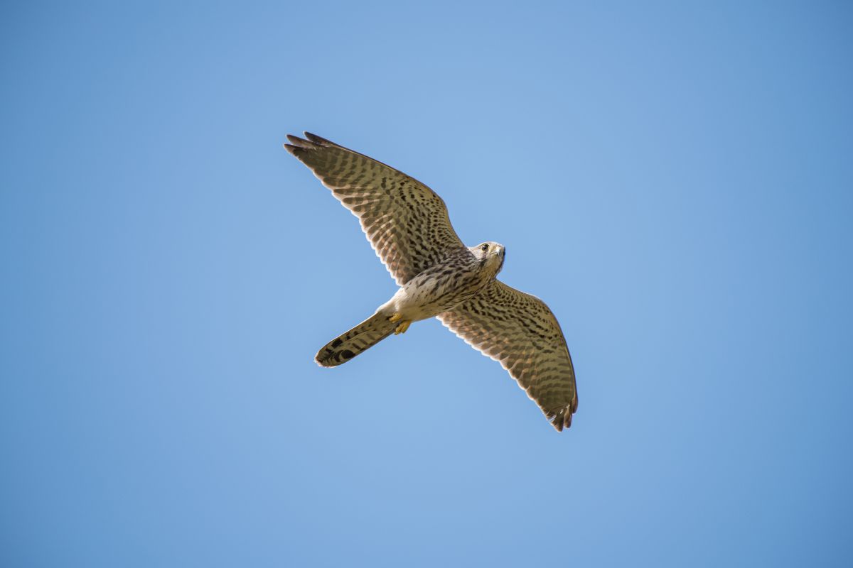 初撮りチョウゲンボウ 動物 鳥類 Ganref
