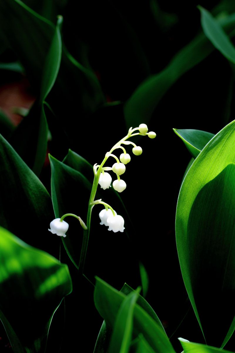 鈴蘭ランプに照らされて 植物 花 花びら Ganref