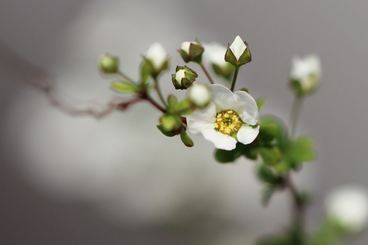 つぼみ ユキヤナギ 植物 花 花びら Ganref