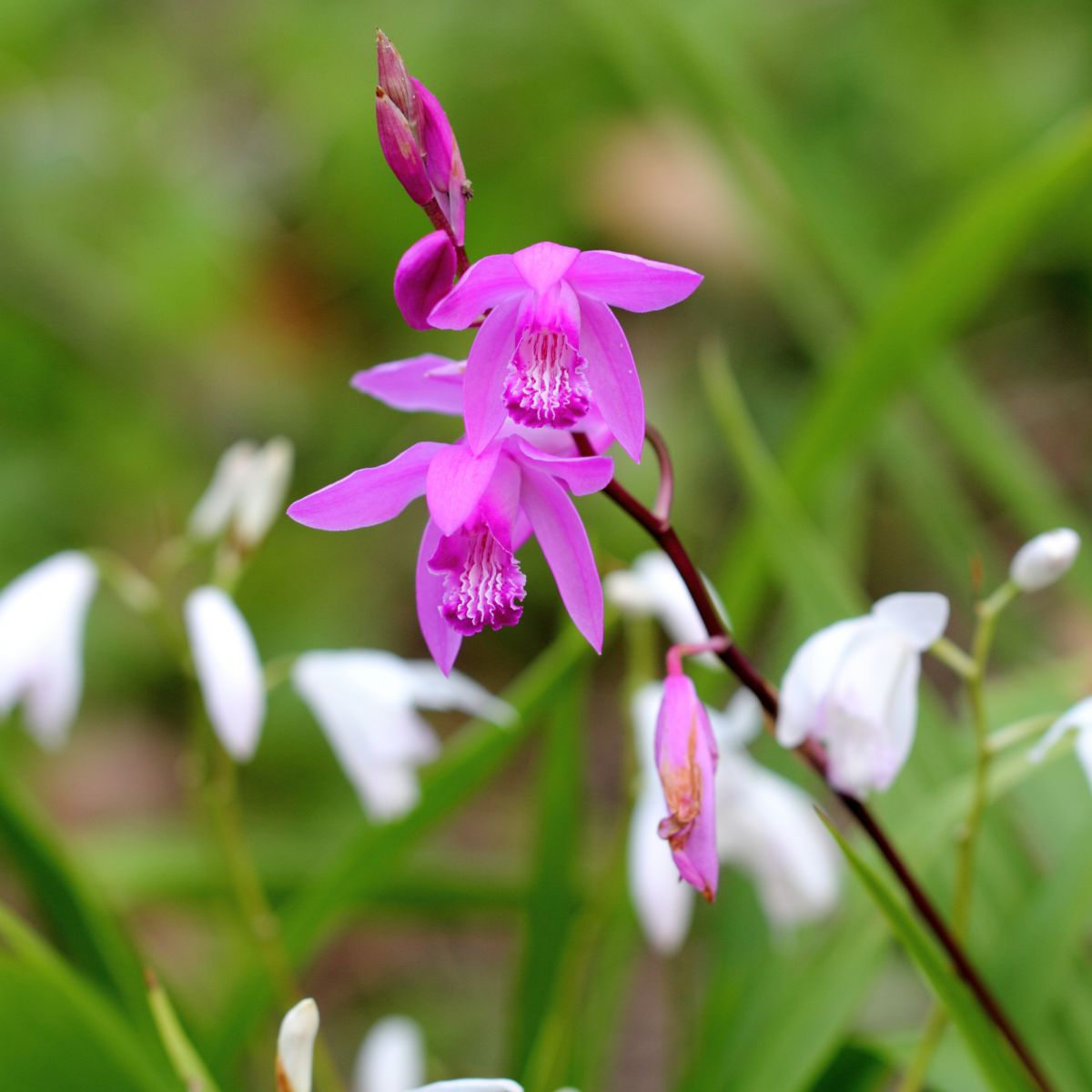 紫蘭 紫 白 植物 花 花びら Ganref