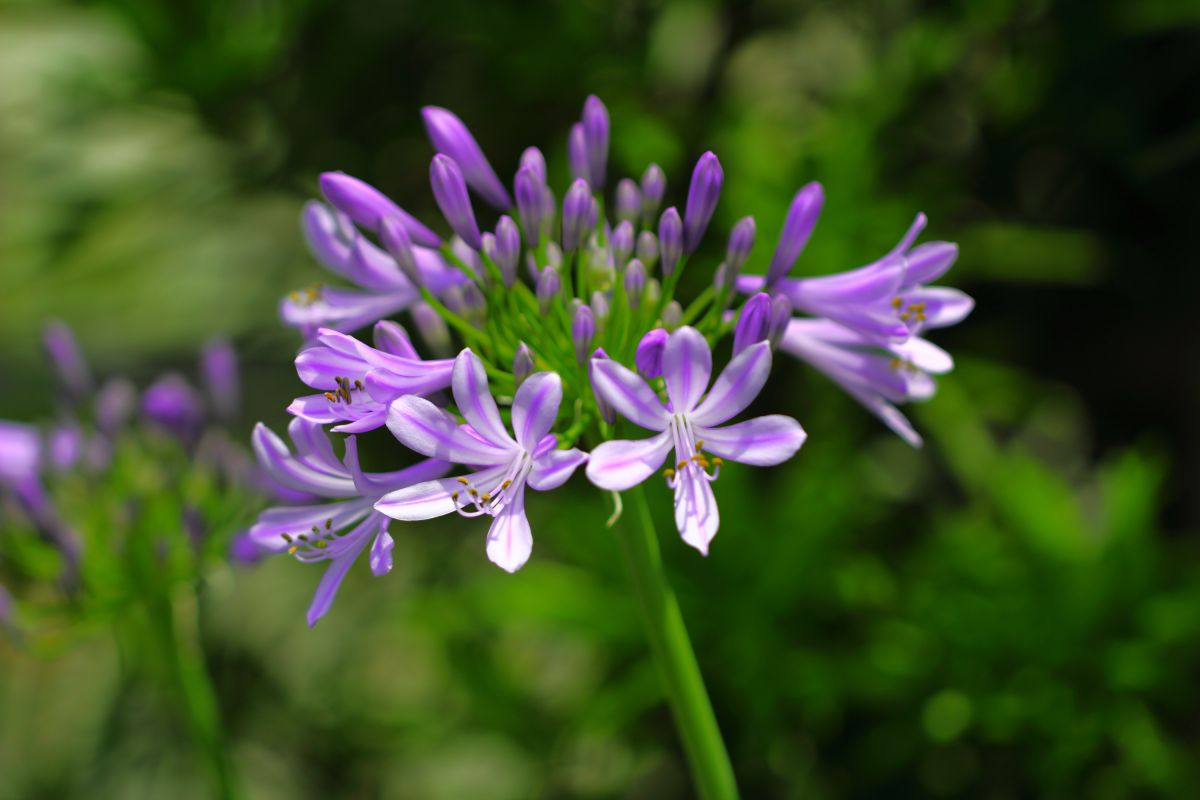 やっぱり青い花が好き 植物 花 花びら Ganref