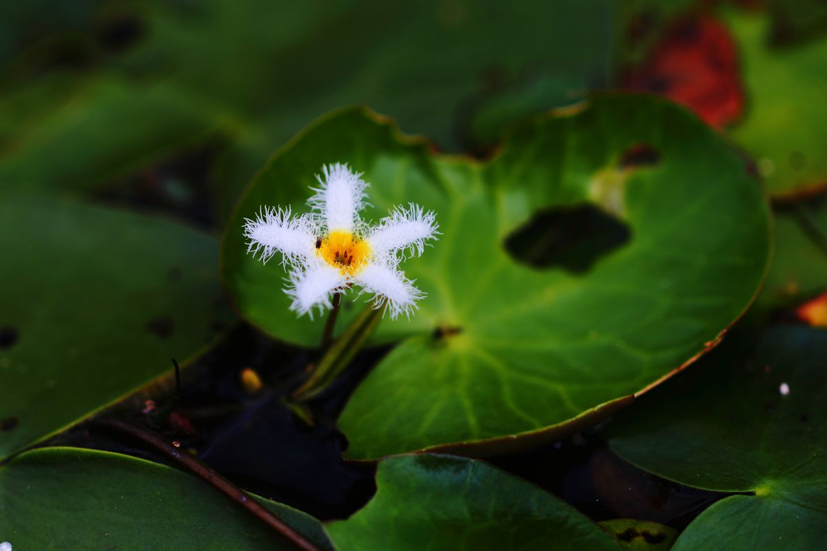 モジャモジャの花 Ganref