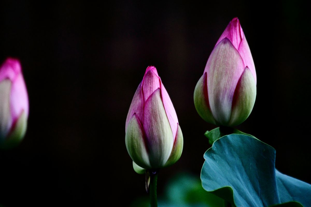泥中の蓮華 植物 花 花びら Ganref