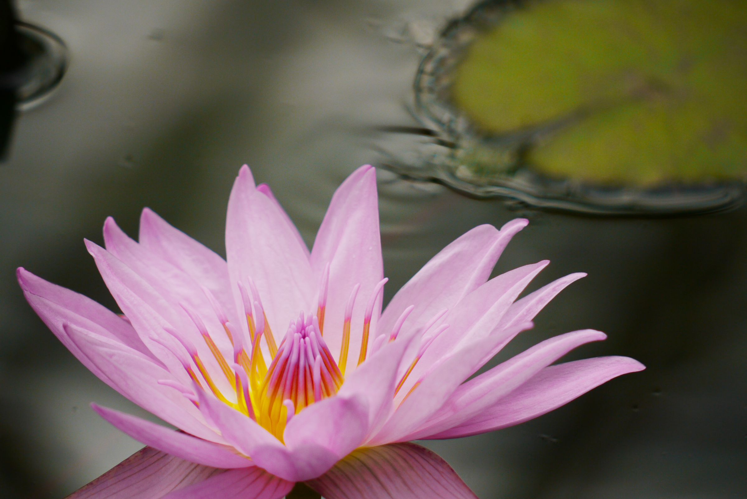 水辺の花 | GANREF