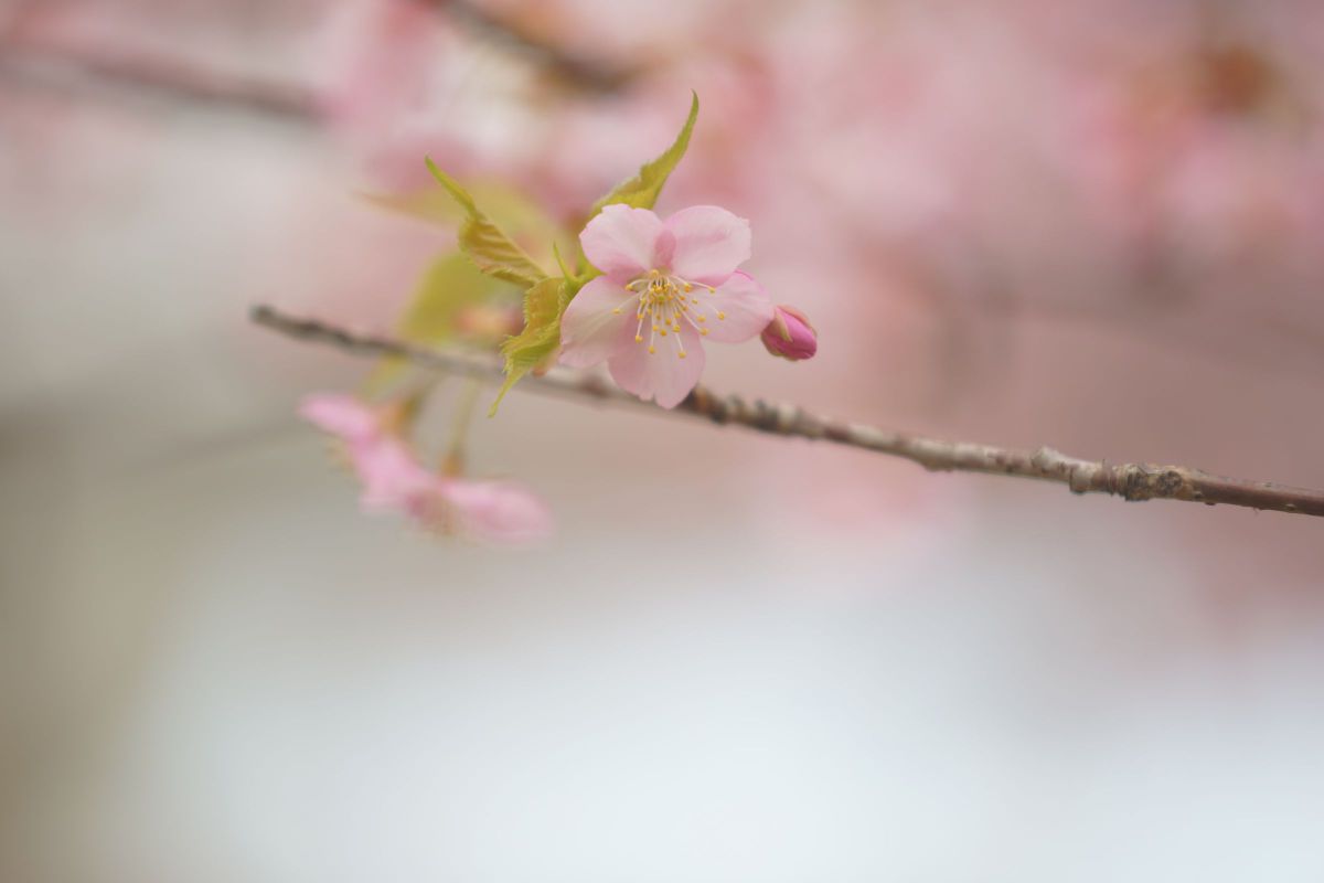 AF APO TELE ZOOM 70-200mm F2.8 G (D) SSMで撮影された写真 | 写真