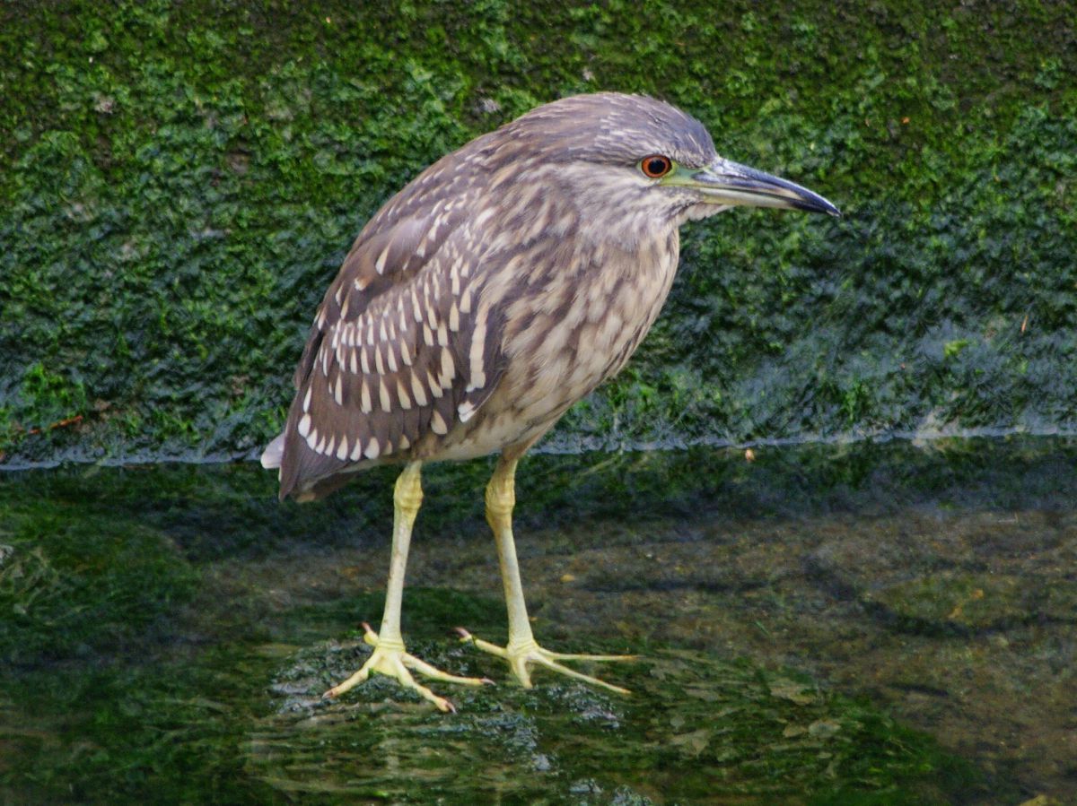 五位鷺若鳥 動物 鳥類 Ganref