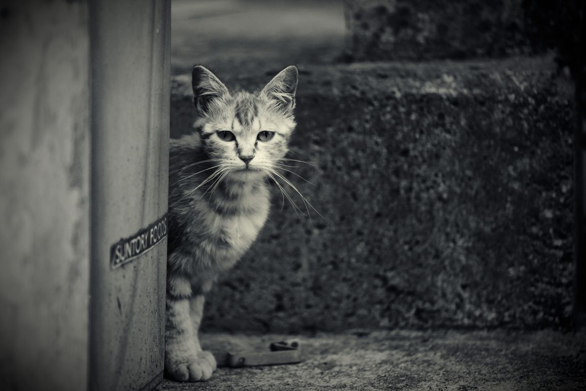 睨まれる 動物 猫 Ganref