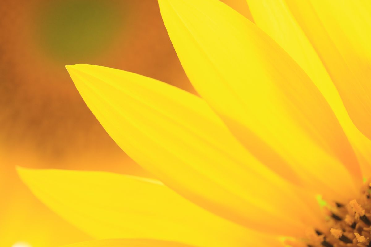 花ビラ 植物 花 花びら Ganref 花ビラ 植物 花 花びら Ganref