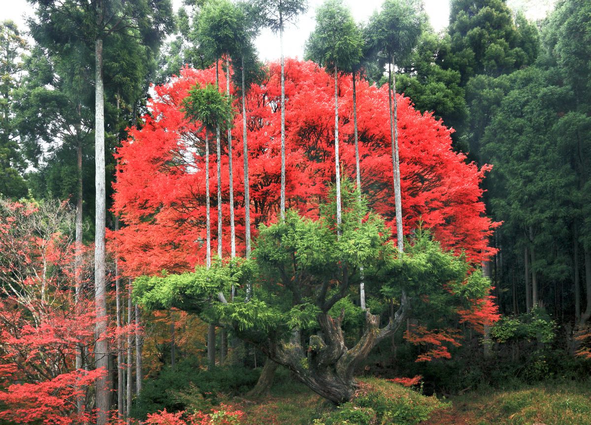 台杉と紅葉 植物 樹木 Ganref