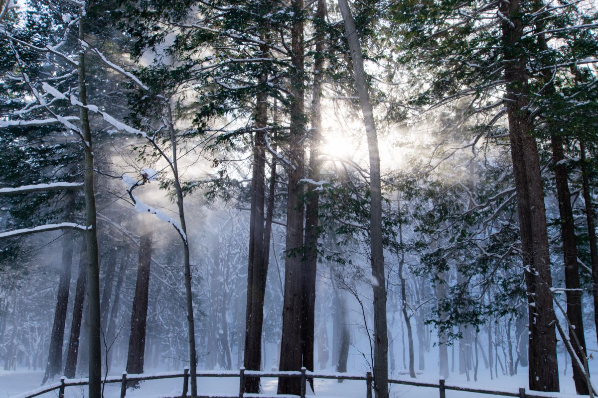 冬の木漏れ日 自然 風景 森林 Ganref