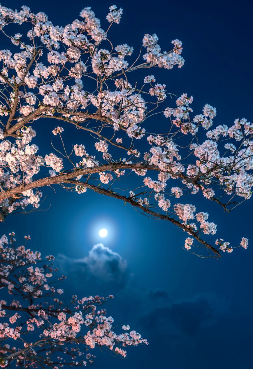 月見で一杯花見で一杯 植物 花 花びら Ganref