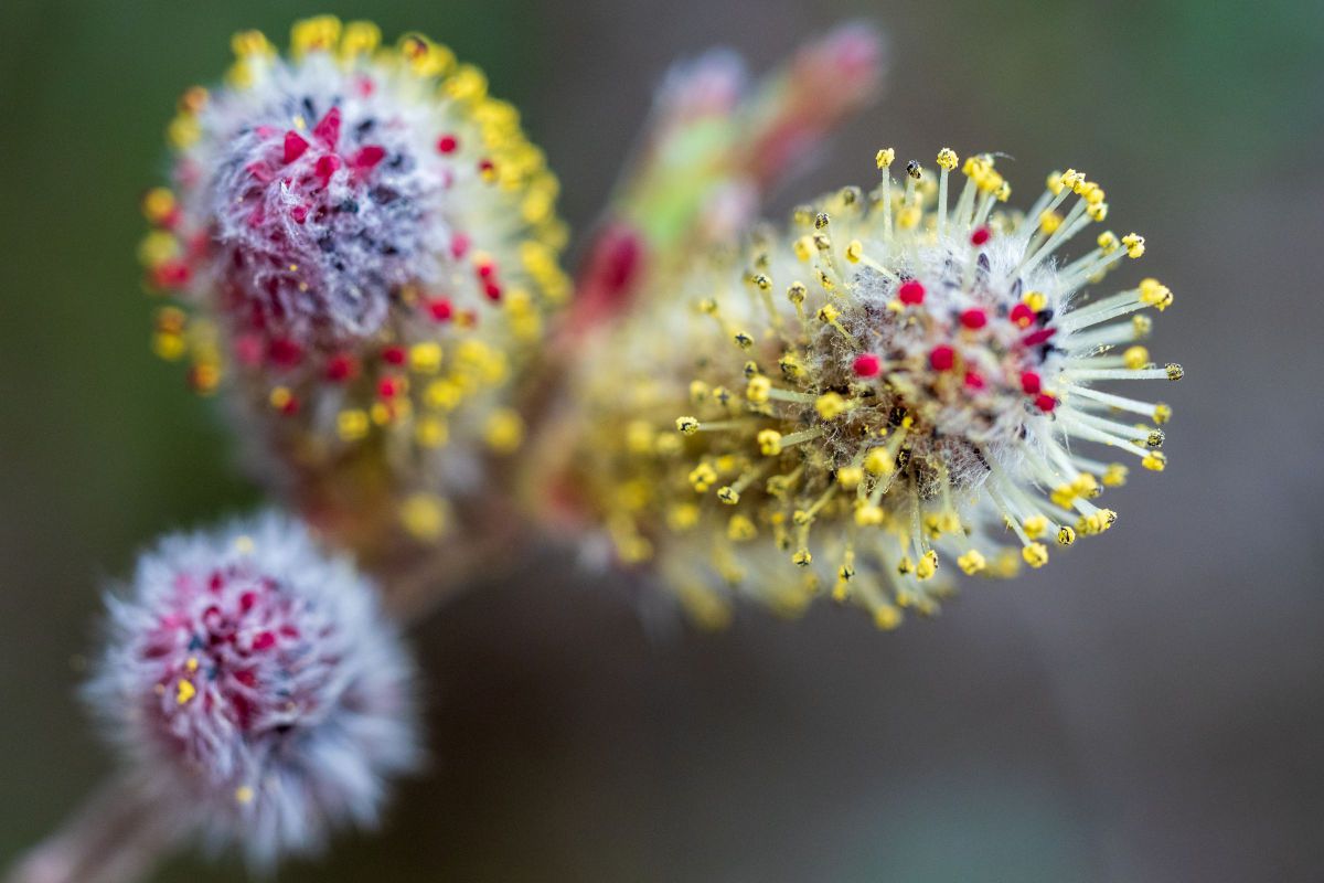 M.ZUIKO DIGITAL ED 60mm F2.8 Macroで撮影された写真 | 写真検索 | GANREF