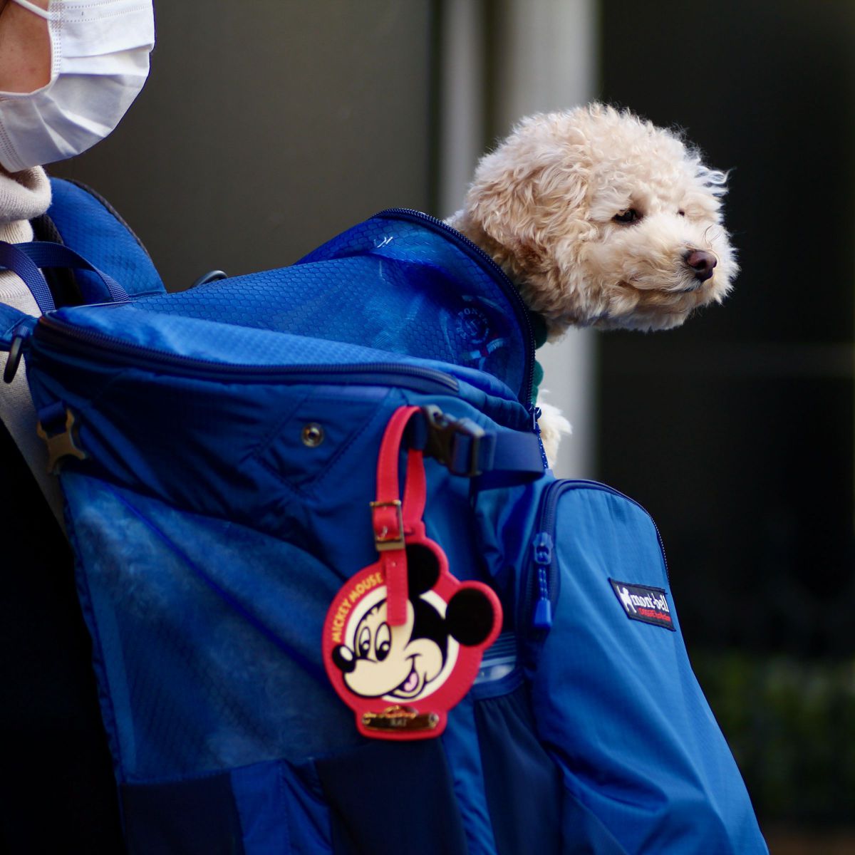 だっこ 動物 犬 Ganref