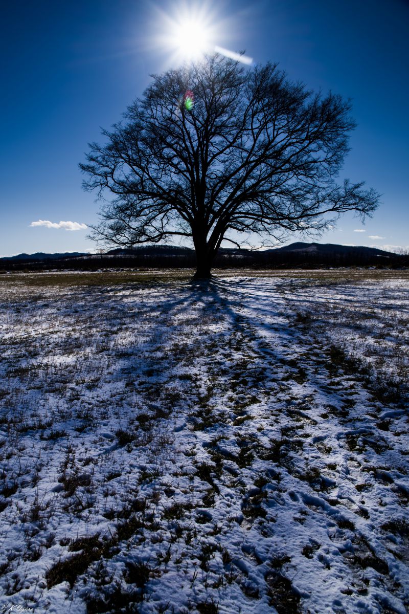 ハルニレの木 自然 風景 森林 Ganref ハルニレの木 自然 風景 森林 Ganref