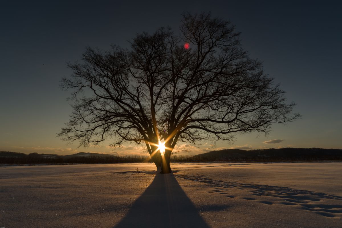 ハルニレの木と夕日 自然 風景 森林 Ganref ハルニレの木と夕日 自然 風景 森林 Ganref