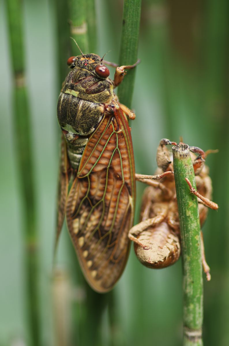 アブラゼミは産卵後７年後に羽化 動物 虫 昆虫 Ganref