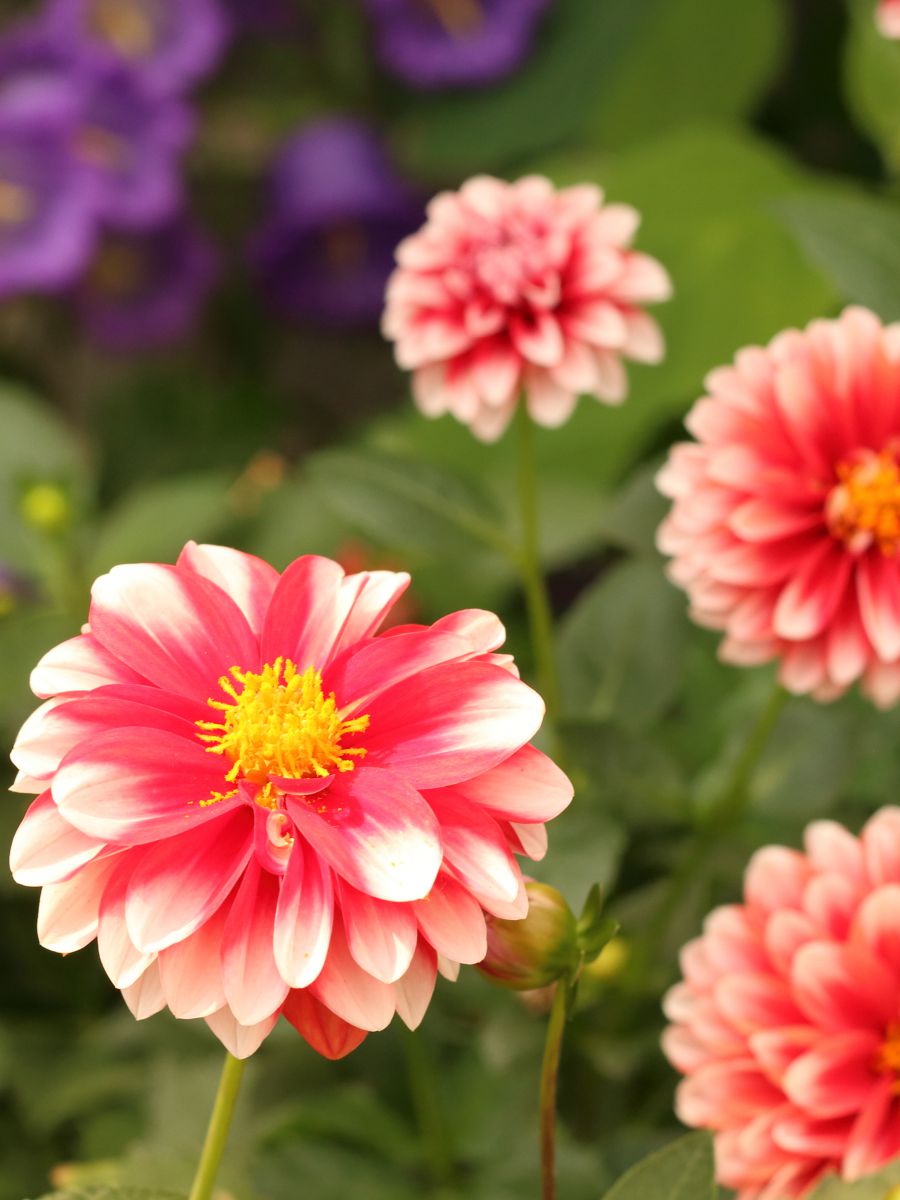 縦写真 植物 花 花びら Ganref 縦写真 植物 花 花びら Ganref