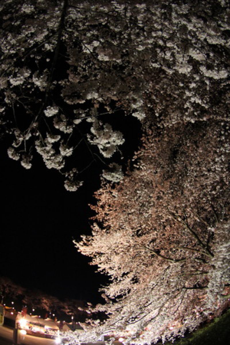 EOS Kiss X4レビュー♯9】夜桜撮影2 ～手持ちで撮る！ | GANREF