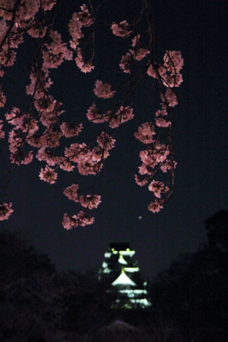 EOS Kiss X4レビュー♯9】夜桜撮影2 ～手持ちで撮る！ | GANREF