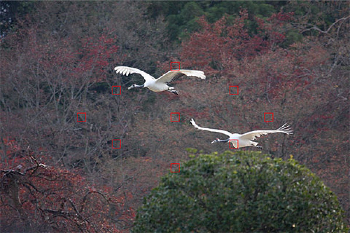 ❤シャッター数6751回♪Canon EOS 40D☆初心者&高速連写❤ シャッター