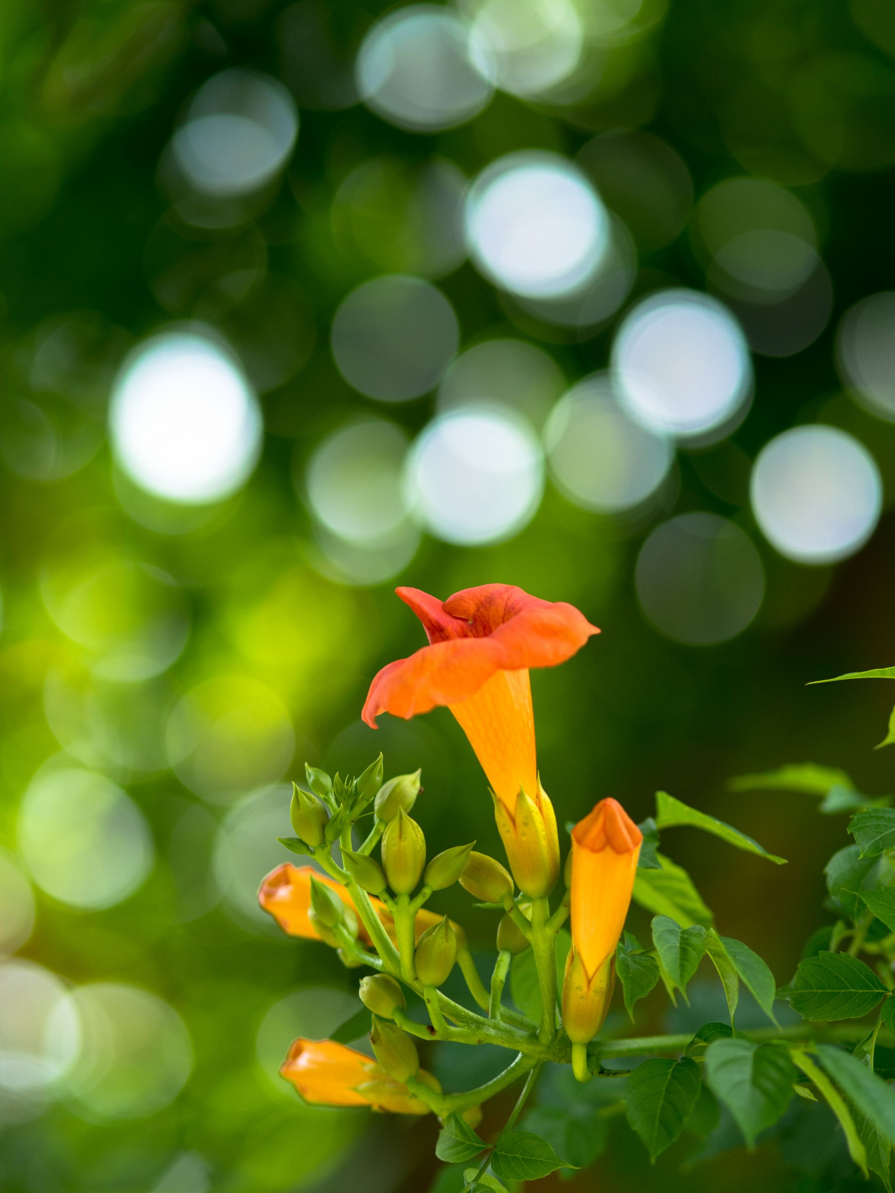 M.ZUIKO DIGITAL ED 75mm F1.8作例2 | GANREF