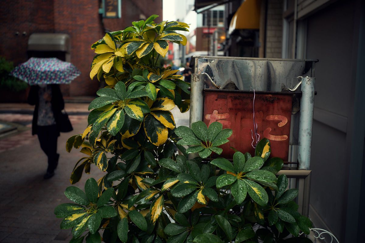 浅草物語05 GANREF