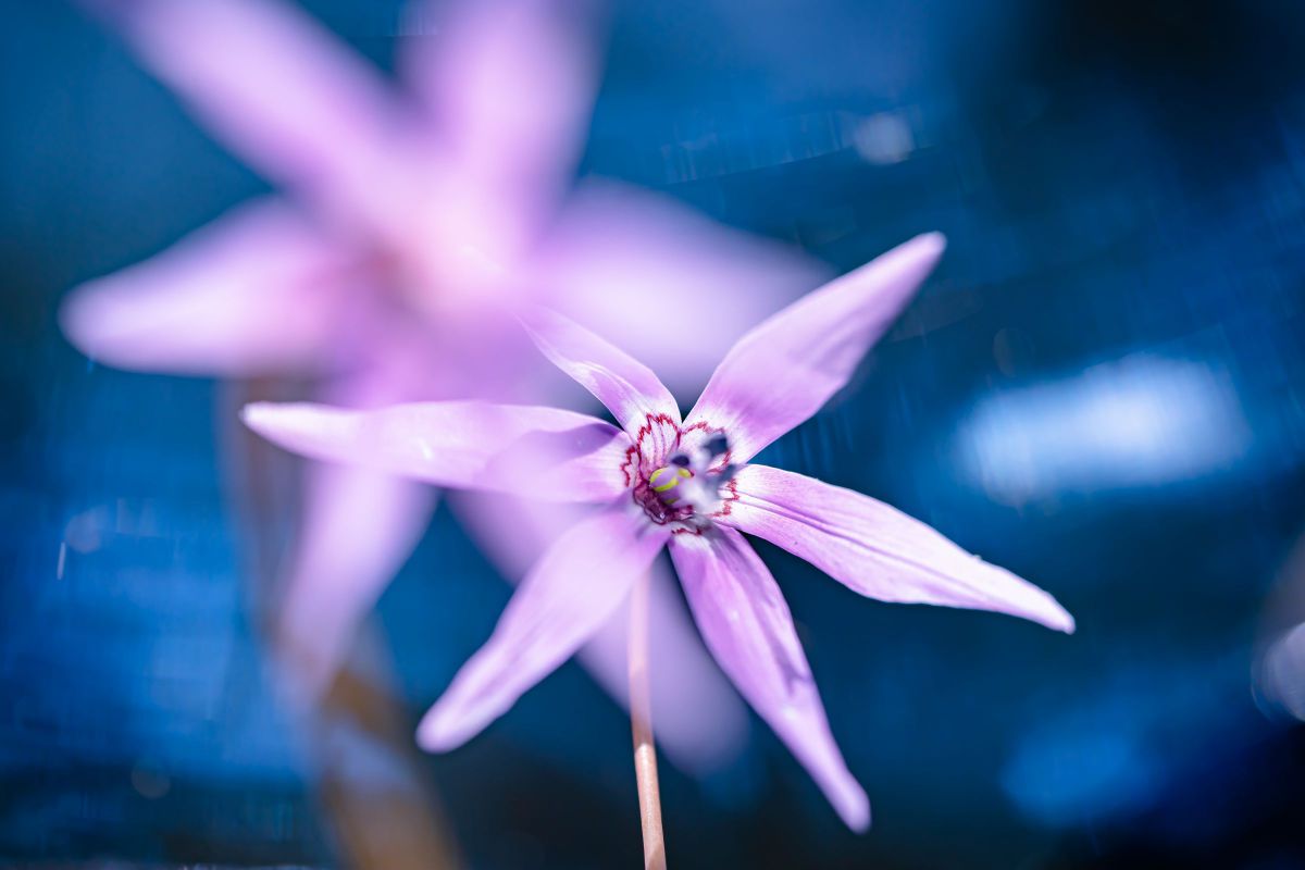 桜マークのカタクリ 植物 花 花びら Ganref